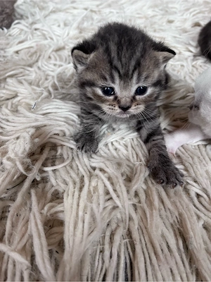 bkh kitten , seltene farben , suchen 5 sterne zuhause 