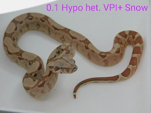 Boa imperator Jungtiere demnächst abzugeben! Kaiserboa Männchen und Weibchen!