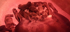 labrador welpen