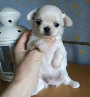 Süsse Chihuahuawelpen mit Ahnentafel
