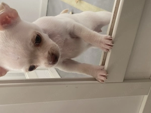 Chihuahua Welpe Hündin 