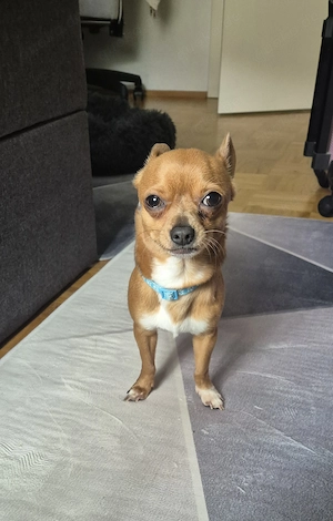 Kleiner Chihuahua Rüde 
