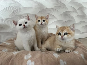 Britisch Kurzhaar Kitten Golden Shell