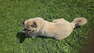 kangal Rüde