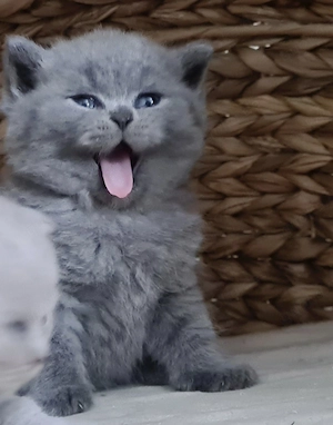 Wunderschöne BKH kitten blue grau Britisch Kurzhaar