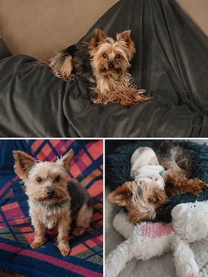 Deckrüde Yorkshire Terrier 
