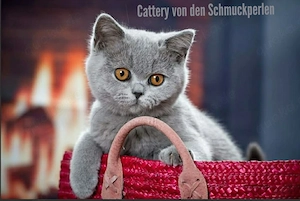 BKH Kitten in blau mit Stammbaum
