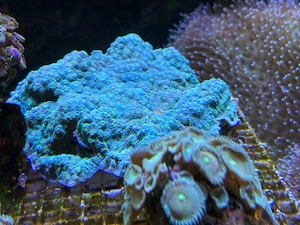 grüne Montipora SPS Koralle