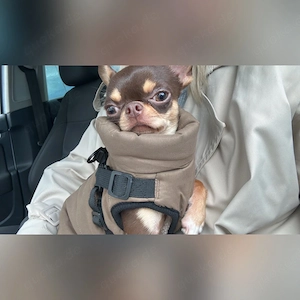 chihuahua rüde abzugeben