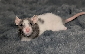 Ratten Babys 