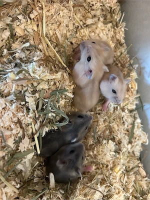 Zwerghamster babys 