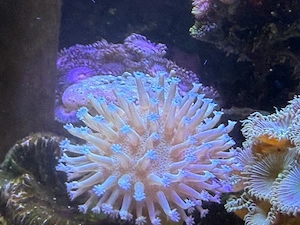 Sarcophyton