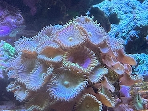 Krustenanemonen Zoanthus grün