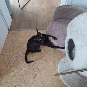 cornish rex