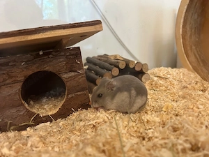 Zwerghamster Weibchen 