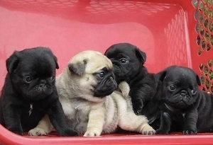 Mops Welpen 