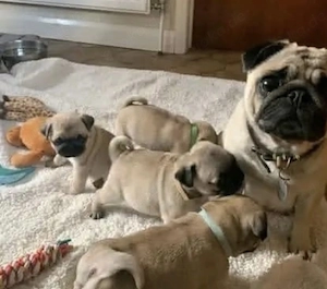 Mops Welpen 