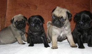 Exclusive Mops Welpen mit Papieren  Bild 3