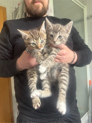 2 katzen suchen ein schönes zuhause sofort