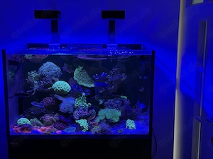 Red Sea G300 komplett wegen Kranheit