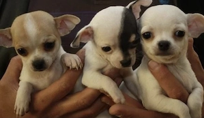 Chihuahua Welpen  Bild 6