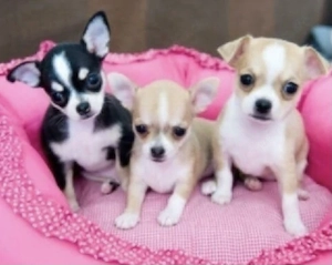 Hübsche Chihuahua Welpen mit Papieren suchen Ihre Familie Bild 4