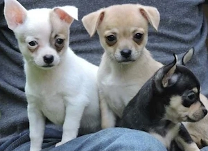 Hübsche Chihuahua Welpen mit Papieren suchen Ihre Familie Bild 3