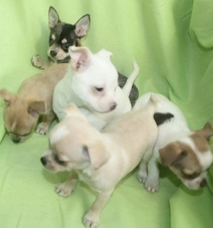 Chihuahua Welpen  Bild 8