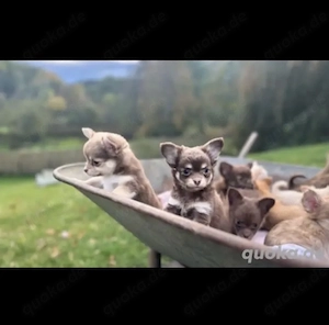 LH und KH Chihuahua Welpen mit Papieren Papieren  Bild 2