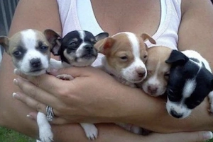 Süße Langhaar und Kurzhaar Chihuahua Welpen 