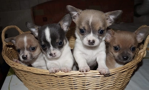 Chihuahua Chihuahua welpen  mit Stammbaum ab sofort