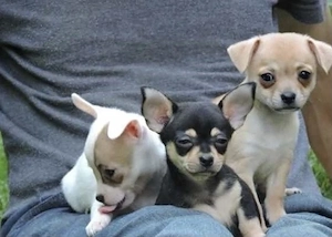 Chihuahua Welpen  Bild 5