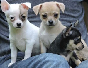 Chihuahua Welpen  Bild 4