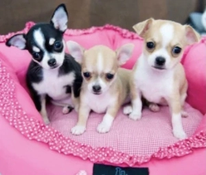 Chihuahua Welpen  Bild 2