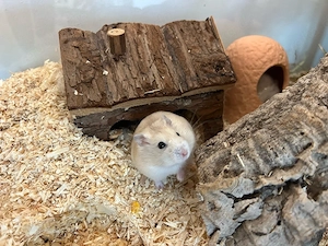 Zwerghamster Männchen 