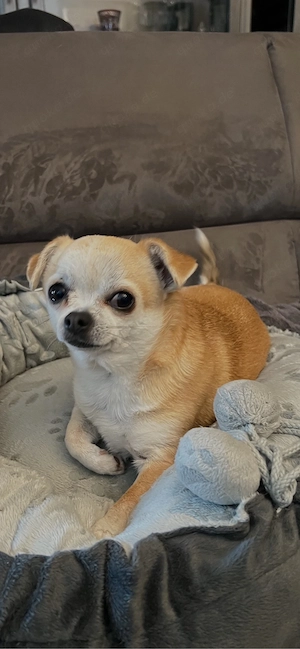Reinrassiger Mini Chihuahua Rüde