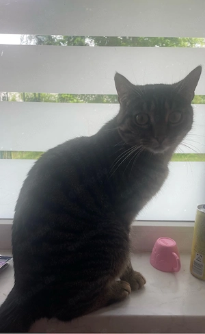 Kater 3 jahre alt 