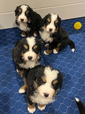 Berner Sennenhund Welpen   11 Wochen alt, liebevoll & gut sozialisiert