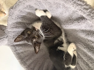 Katzenbaby Paar abgabebereit 