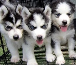 Premium Siberian Husky Welpen mit Papieren und Blaue Augen 