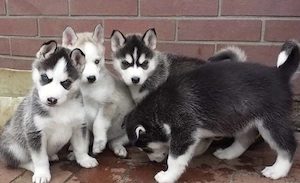 Siberian Husky Welpen 