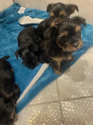 Yorkshire Terrier Welpen 
