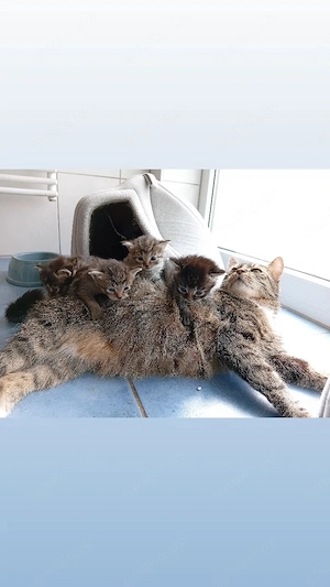 Bkh mix Kitten 