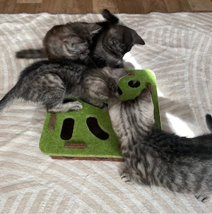 BKH Kitten