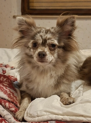 hübsche Pomchi Dame abzugeben 