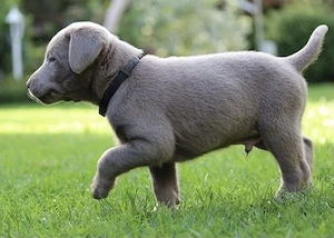 Silber Labrador Welpen 
