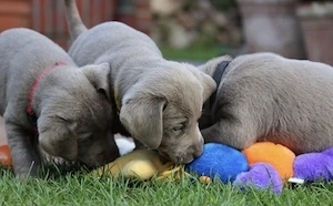 Silberne Silber Labrador Welpen mit Blauen Augen und Papieren 