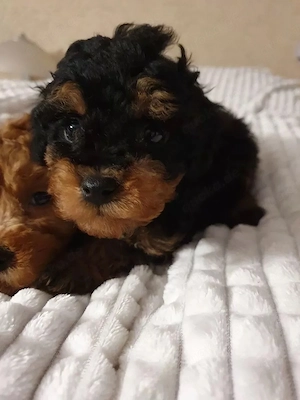 Maltipoo Welpen