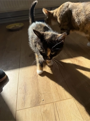 Bengal Mischling Kitten