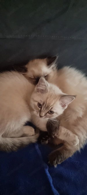 BKH Kitten Mädchen 